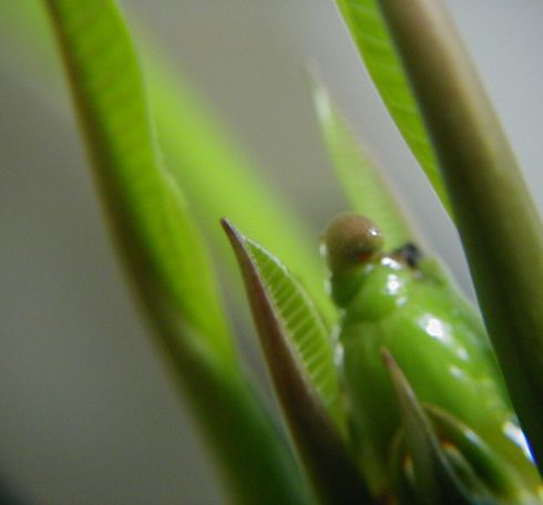 Necrosis visible on a developing plumeria bloom cluster caused by sixspotted spider mites, <I>Eotetranychus sexmaculatus.</I>.