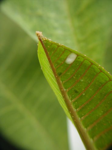 Heavy population of sixspotted spider mites, <I>Eotetranychus sexmaculatus.</I> Adults clustering at leaf tip with latex exuding from leaf.