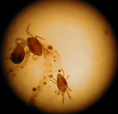 Clockwise from left: female, male, and male nymph sixspotted spider mites, <I>Eotetranychus sexmaculatus.</I>.