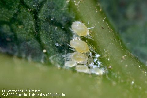 Nymphs of sixspotted mite, <i>Eotetranychus sexmaculatus</i>.