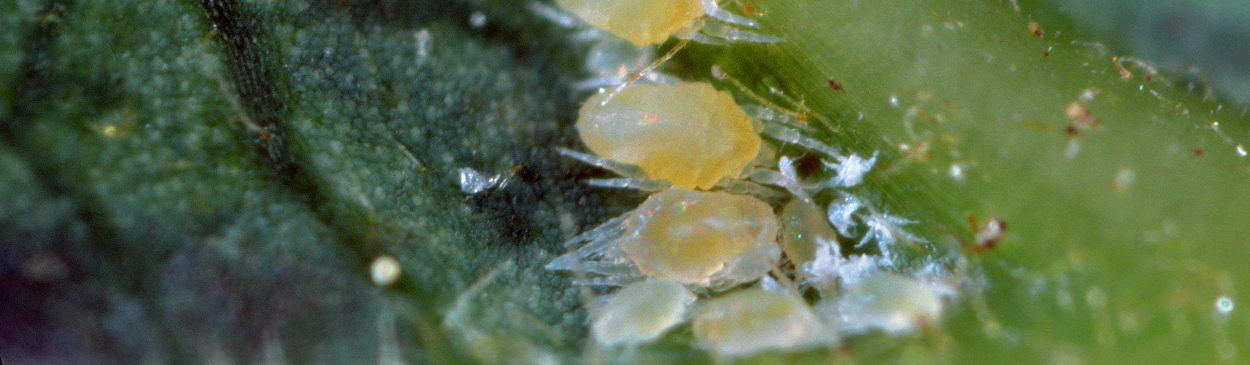 Sixspotted mites.