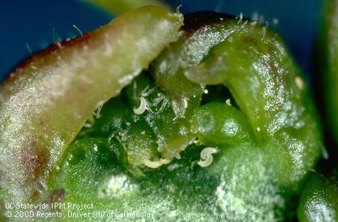 Citrus bud mites, <i>Eriophyes sheldoni</i>, magnified.