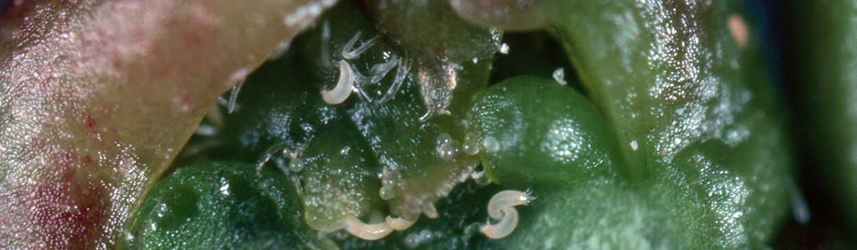 Citrus bud mites.