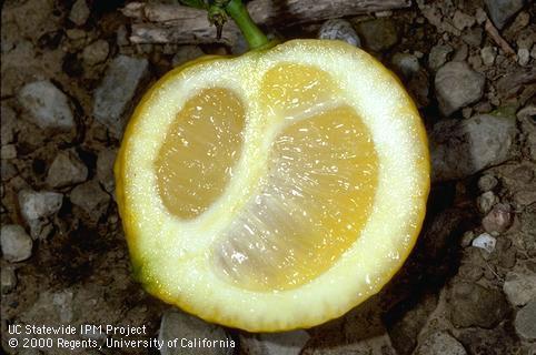 Crop damaged by citrus bud mite.