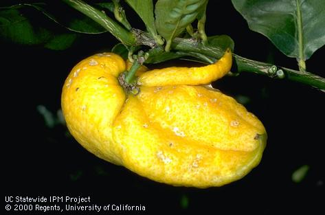 Lemon fruit severely misshapen by feeding of citrus bud mite, <i>Eriophyes sheldoni</i>. The damage was caused by feeding during the fruit bud stage.