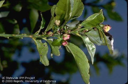 Fruit buds and leaves distorted from feeding of citrus bud mite, <i>Eriophyes sheldoni</i>.