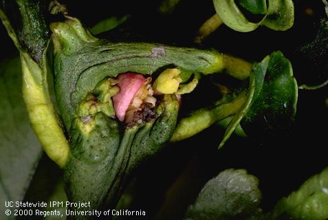 Crop damaged by citrus bud mite.