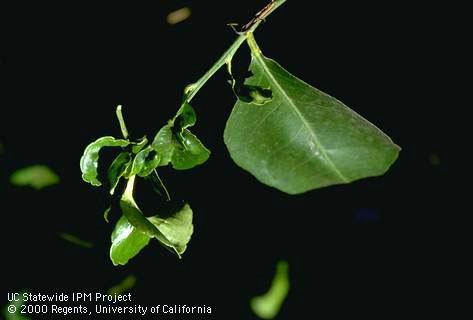 Crop damaged by citrus bud mite.