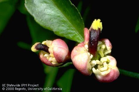 Citrus buds distorted from feeding of citrus bud mite, <i>Eriophyes sheldoni</i>.