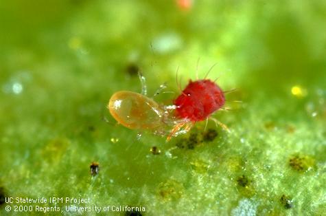 Adult predatory mite, Euseius tularensis (left), feeding on citrus red mite, Panonychus citri, a plant-feeding pest.