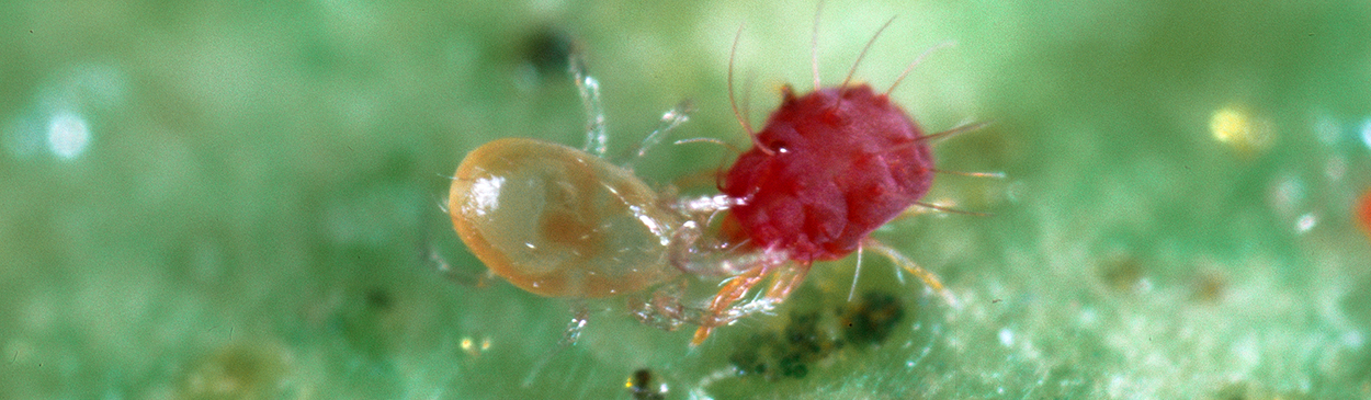 Adult predatory mite, Euseius tularensis (left), feeding on citrus red mite, Panonychus citri, a plant-feeding pest.