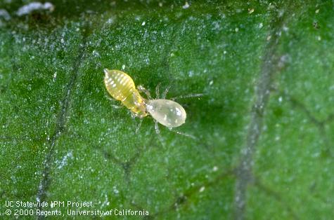 Adult predatory mite, Euseius tularensis (right), feeding on nymph of a citrus thrips, Scirtothrips citri.