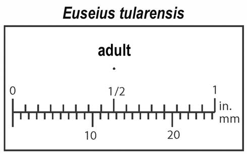 Relative size of adult predatory mite, Euseius tularensis.