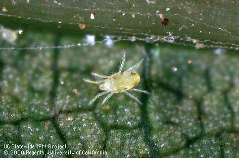 Adult Willamette spider mite.