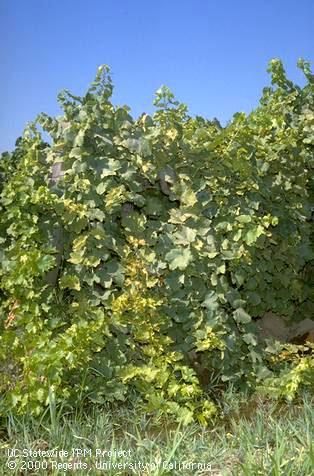 Crop damaged by Willamette spider mite.