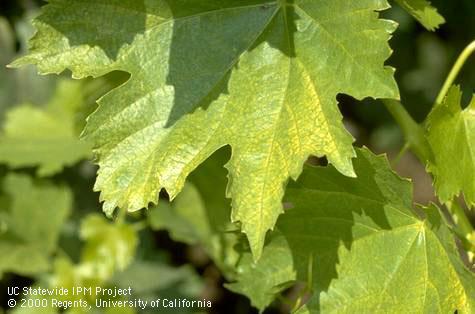 Crop damaged by Willamette spider mite.