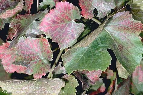 Crop damage by Willamette mite.