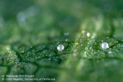 Egg of Willamette spider mite.