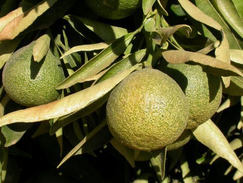 Bleached, pale, stippled citrus fruit and leaves infested with Yuma spider mite, <I>Eotetranychus yumensis.</I> .