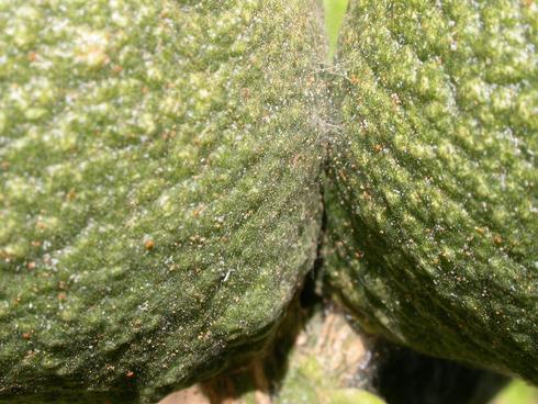 Fine silk webbing of Yuma spider mite, <I>Eotetranychus yumensis,</I> where two green fruit touch. 