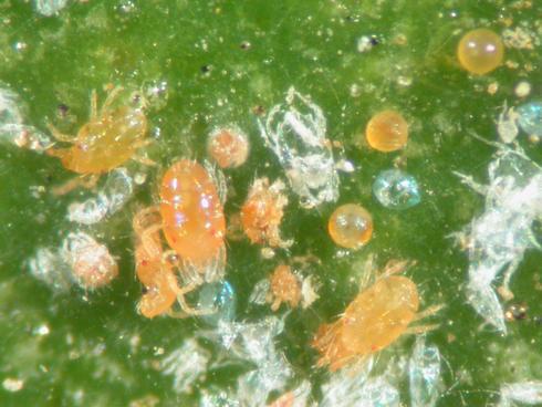 Peach- or salmon-colored adults, nymphs, and eggs and translucent cast skins of Yuma spider mite, <I>Eotetranychus yumensis.</I> .