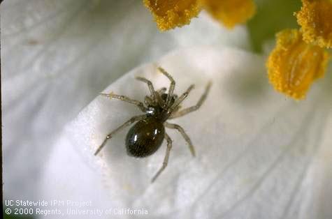 Adult dwarf spider.