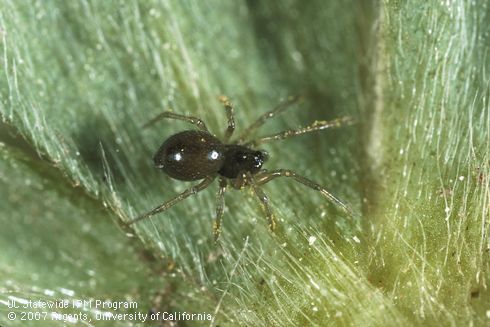 Adult dwarf spider.