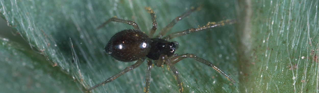 Adult dwarf spider.