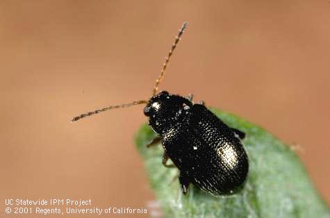 Adult potato flea beetle.