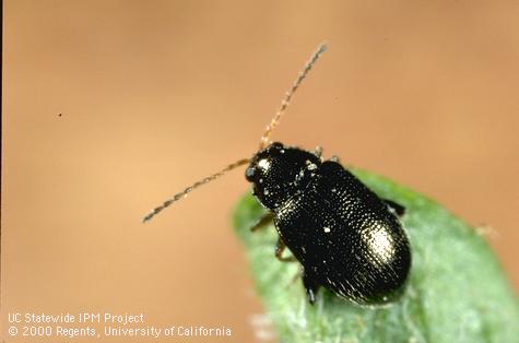 Adult potato flea beetle.