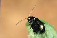 Potato flea beetle adult.