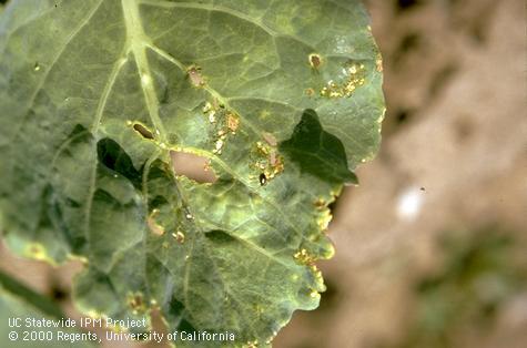 Crop damaged by potato flea beetle.