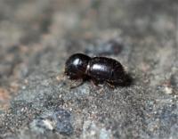 Adult female invasive shothole borer beetle.