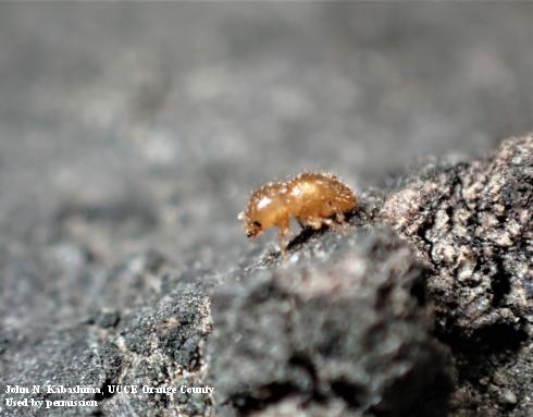 Adult male invasive shothole borer, <i>Euwallacea fornicatus</i>.