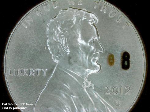 Adult female (right) and male (left) invasive shothole borers, <i>Euwallacea fornicatus</i>, on a US penny.