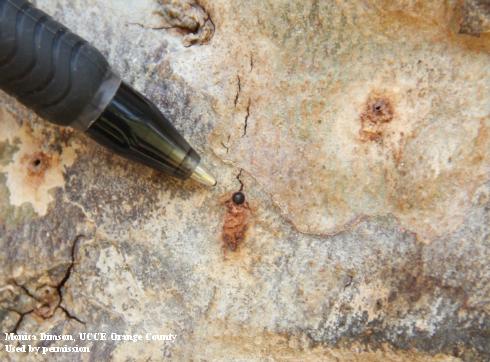 Invasive shothole borers, <i>Euwallacea fornicatus</i> entrance/exit hole in a Sycamore tree with tip of medium ball-point pen for scale.