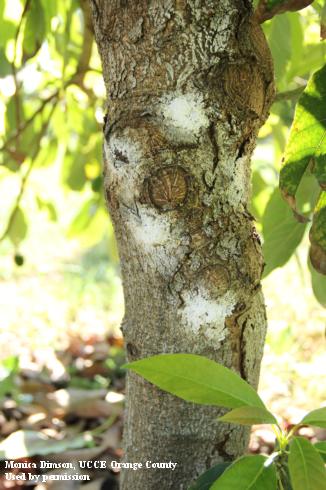 Sugary discharge caused by invasive shothole borers, <i>Euwallacea fornicatus</i>, attacks on an avocado tree.