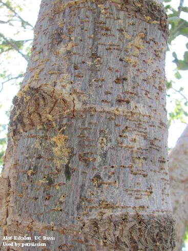 Frass and boring dust coming out of the entrance/exit hole caused by invasive shothole borers, <i>Euwallacea fornicatus</i>, attacks on a box elder tree.