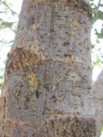 Frass and boring dust coming out of the entrance/exit hole caused by invasive shothole borers