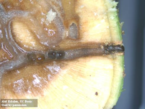 Invasive shothole beetles inside gallery caused by beetle tunneling. Discolored wood surrounding galleries was caused by the Fusarium fungus associated with the beetles.