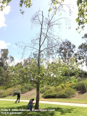 Sycamore tree severely infested with invasive shothole borer-caused Fusarium Decline (ISHB-FD) showing dieback.