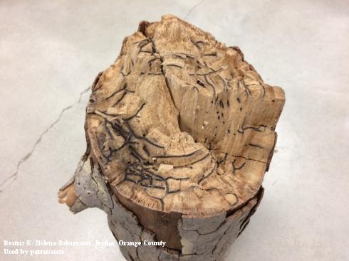 Invasive shothole borer galleries in a sycamore branch.