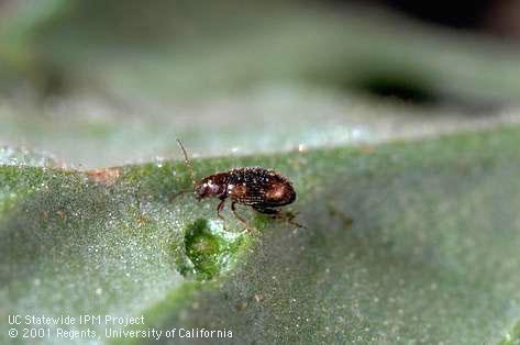 Adult tobacco flea beetle, <i>Epitrix hirtipennis</i>, and a pit it chewed in a leaf.