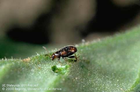 Adult tobacco flea beetle.