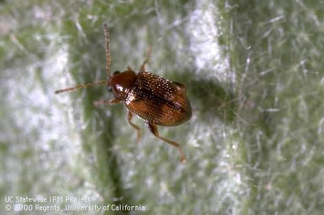 Adult tobacco flea beetle.