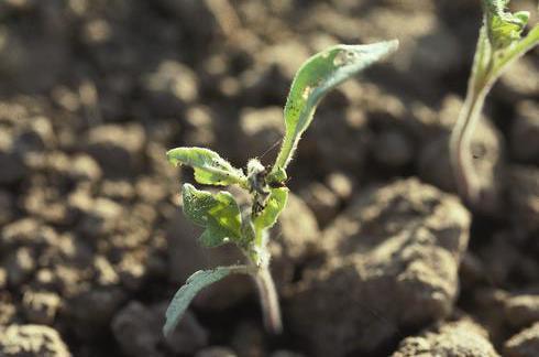 Adult tobacco flea beetle, <I>Epitrix hirtipennis,</I> feeding on a tomato seedling.