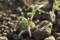 Flea beetle damage