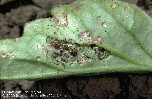 Crop damaged by tobacco flea beetle.