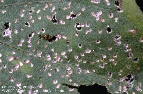 Crop damaged by tobacco flea beetle.