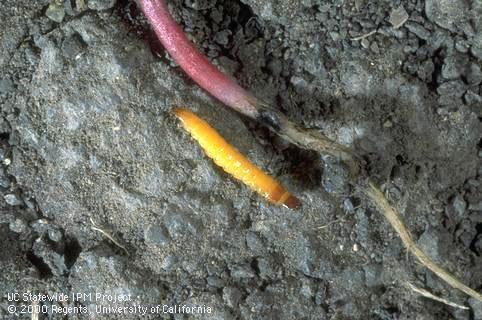 Crop damage by wireworm.